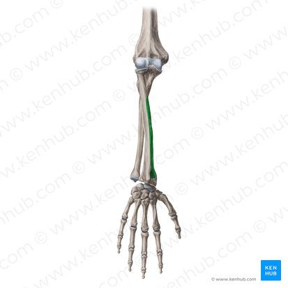 Lateral surface of radius (Facies lateralis radii); Image: Yousun Koh