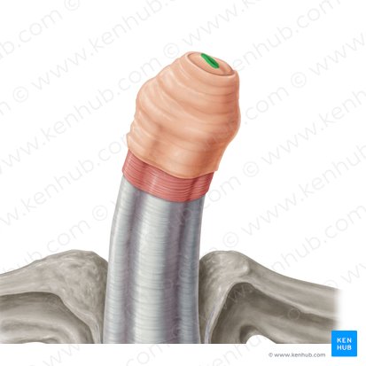 Óstio externo da uretra (Ostium urethrae externum); Imagem: Samantha Zimmerman