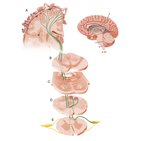 Posterior column - Medial lemniscus pathway