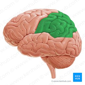 Lóbulo parietal (Lobus parietalis); Imagen: Paul Kim