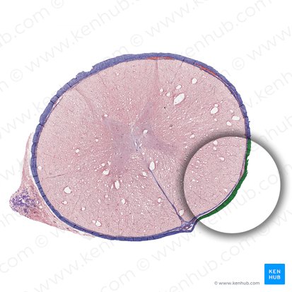 Duramadre de la médula espinal (Dura mater spinalis); Imagen: 