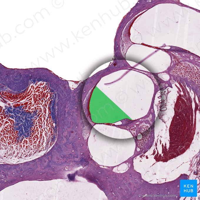 Conducto coclear (Ductus cochlearis); Imagen: 