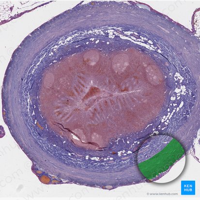 Capa muscular (Tunica muscularis); Imagen: 