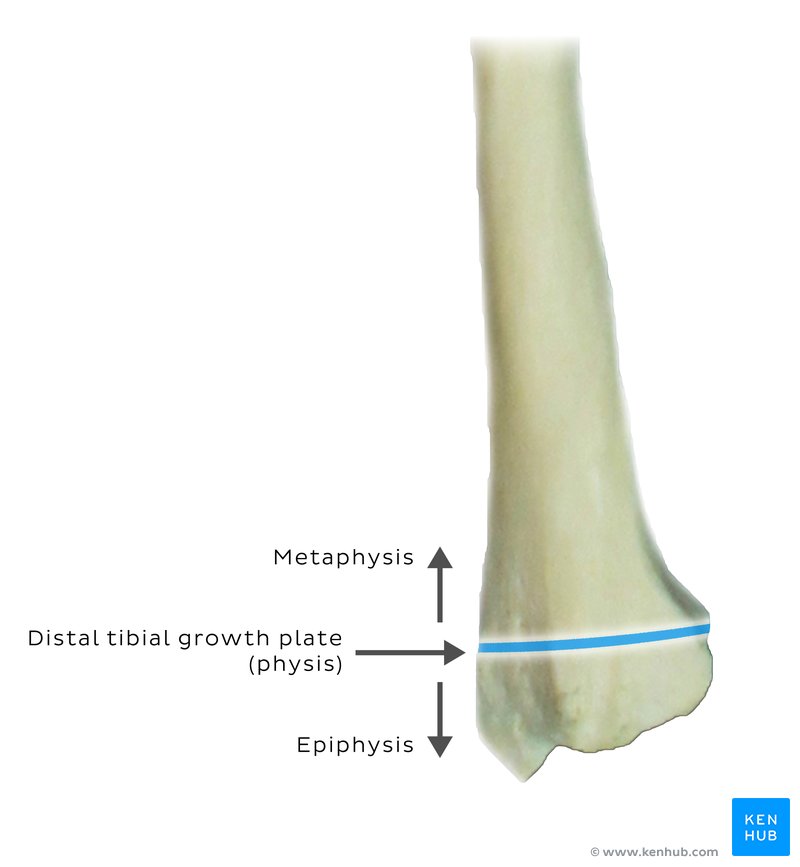 Long bone growth