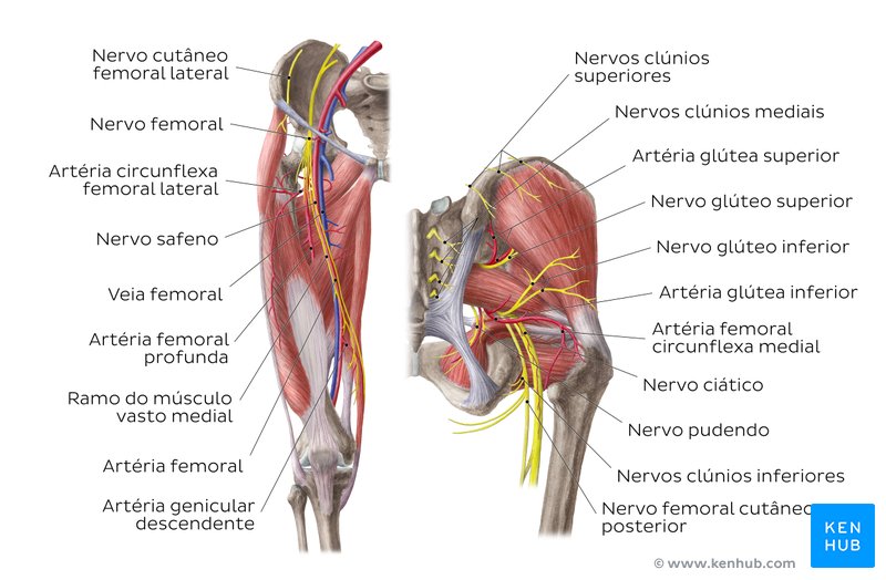 Artérias, veias e nervos do membro inferior - diagrama