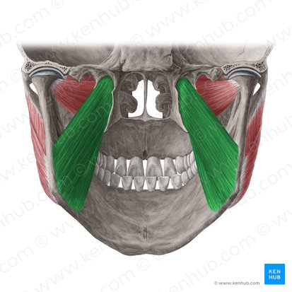 Músculo pterigóideo medial (Musculus pterygoideus medialis); Imagem: Yousun Koh