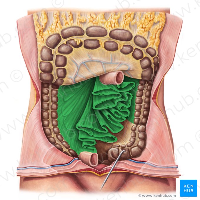 Mesentery (Mesenterium); Image: Irina Münstermann