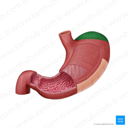 Fundus gástrico (Fundus gastris); Imagen: Paul Kim