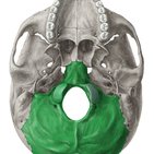 Osso Occipital