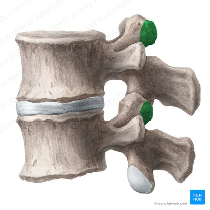 Processus mammillaris vertebrae lumbalis (Zitzenfortsatz des Wirbels); Bild: Liene Znotina