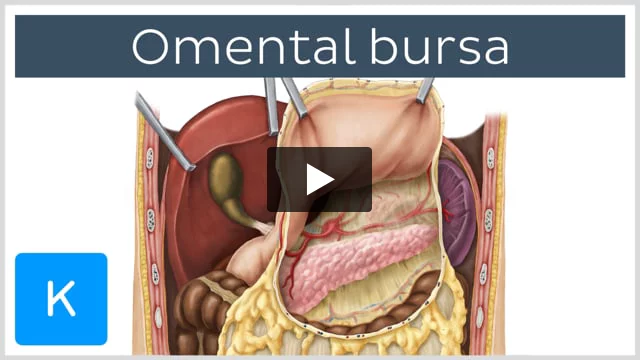 Anatomy of Female Abdomen and Pelvis - Trial Exhibits Inc.