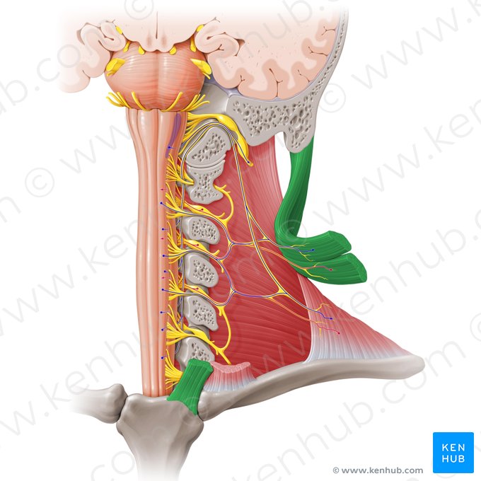 Músculo esternocleidomastoideo (Musculus sternocleidomastoideus); Imagen: Paul Kim