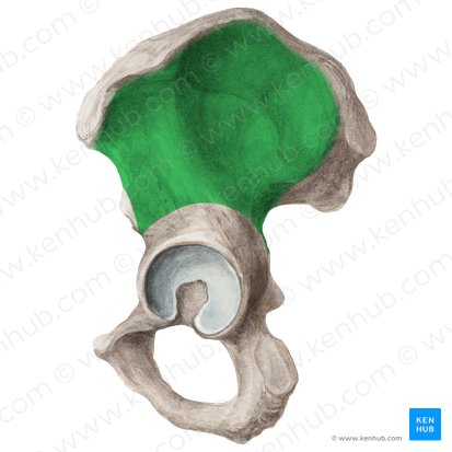 Cara glútea del ilion (Facies glutea alae ossis ilii); Imagen: Liene Znotina