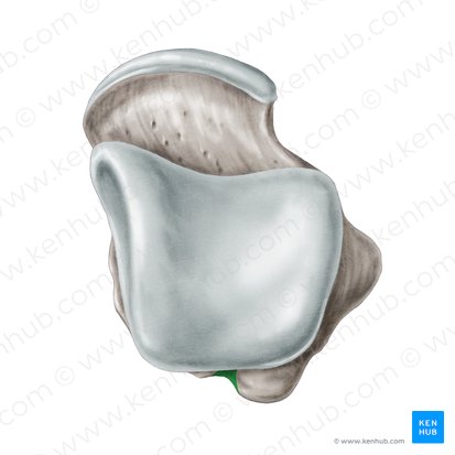 Groove for tendon of flexor hallucis longus muscle of talus (Sulcus tendinis musculi flexoris hallucis longi ossis tali); Image: Samantha Zimmerman