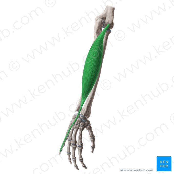 Músculo extensor do dedo mínimo (Musculus extensor digiti minimi); Imagem: Yousun Koh