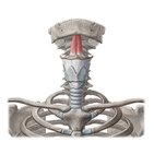 Geniohyoid muscle
