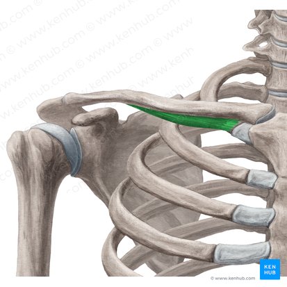Músculo subclavio (Musculus subclavius); Imagen: Yousun Koh