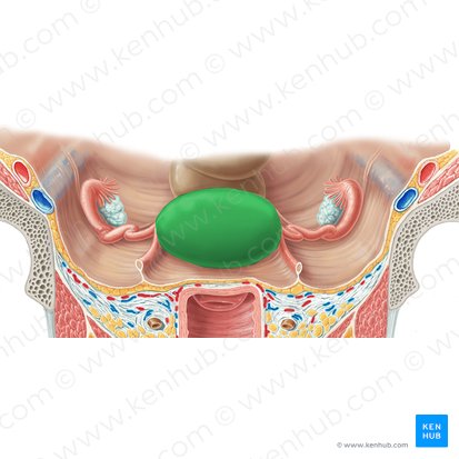 Fundus of uterus (Fundus uteri); Image: Samantha Zimmerman