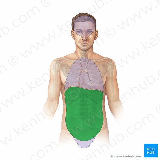Abdominal cavity (Cavitas abdominis); Image: Paul Kim