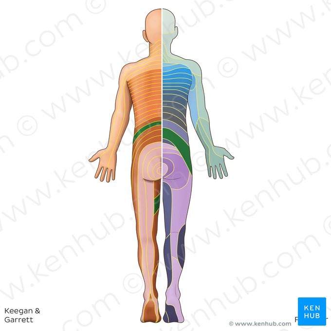 L2 dermatome (Dermatoma L2); Image: Irina Münstermann