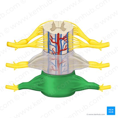 Dura mater of spinal cord (Dura mater spinalis); Image: Rebecca Betts