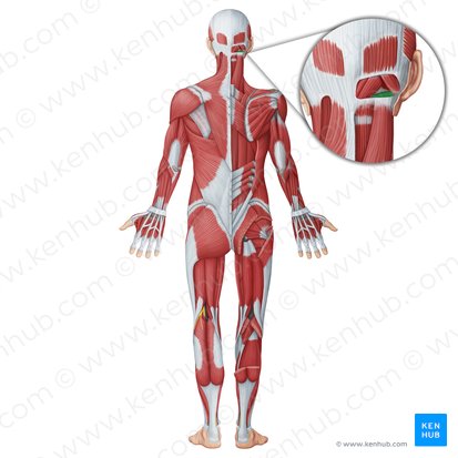 Músculo oblíquo inferior da cabeça (Musculus obliquus capitis inferior); Imagem: Irina Münstermann