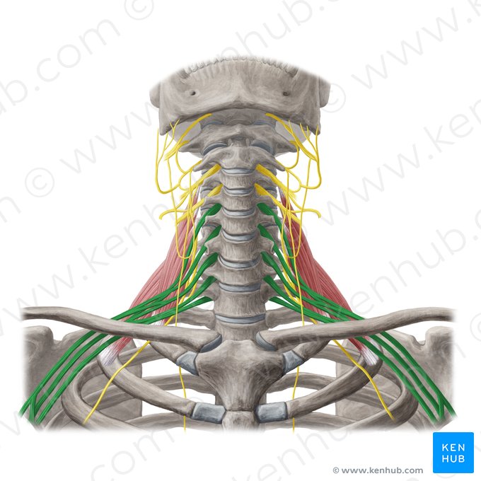 Brachial plexus (Plexus brachialis); Image: Yousun Koh