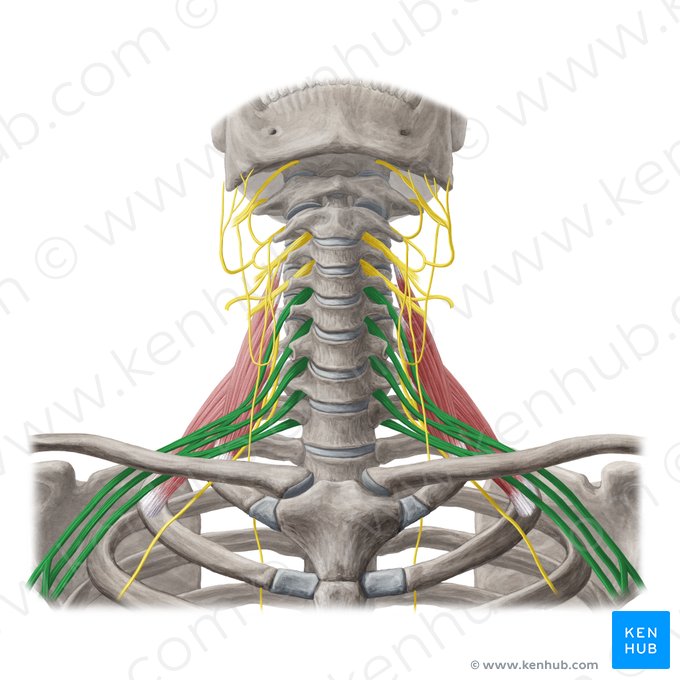 Plexo braquial (Plexus brachialis); Imagem: Yousun Koh