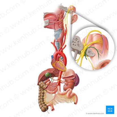 Nervio accesorio (Nervus accessorius); Imagen: Paul Kim