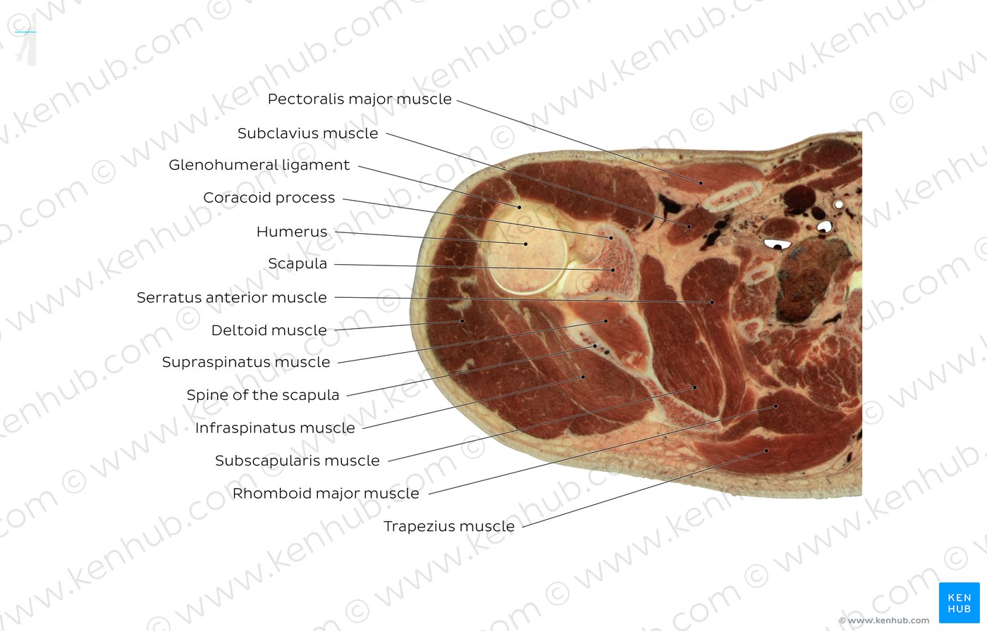 Deltoid muscle level