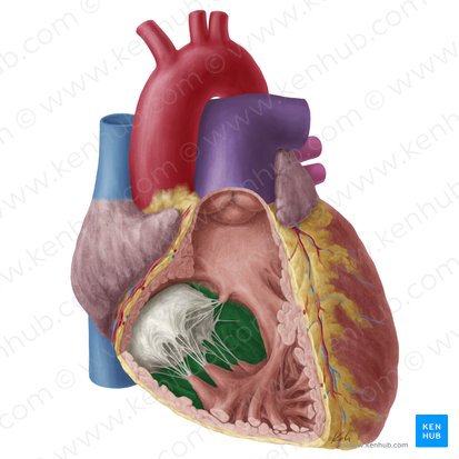 Interventricular septum (Septum interventriculare); Image: Yousun Koh