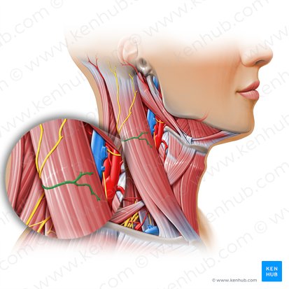 Transverse cervical nerve (Nervus transversus colli); Image: Paul Kim