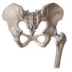 Bony pelvis