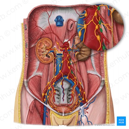 Nœuds lymphatiques aortiques latéraux (Nodi lymphoidei aortici laterales); Image : Irina Münstermann