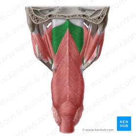 Superior pharyngeal constrictor muscle (Musculus constrictor pharyngis superior); Image: Yousun Koh