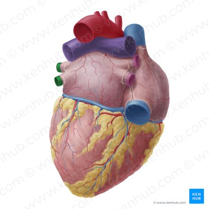 Left pulmonary veins (Venae pulmonales sinistrae); Image: Yousun Koh