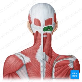 Musculi suboccipitales (Subokzipitale Muskeln); Bild: Irina Münstermann