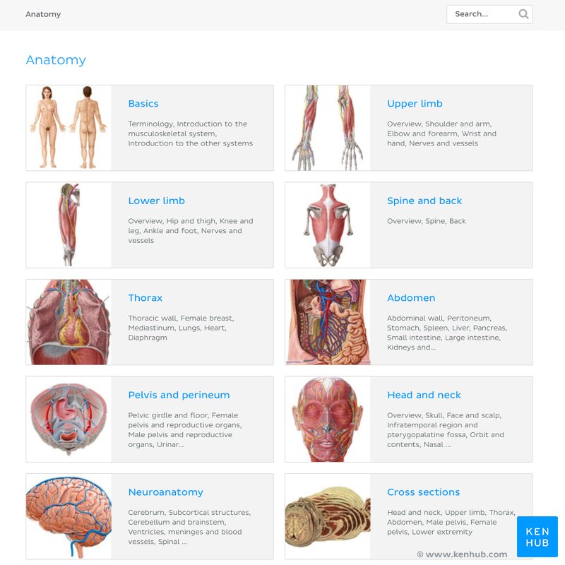 Screenshot of the Kenhub dashboard with the different anatomy lectures that the user can choose to learn from.