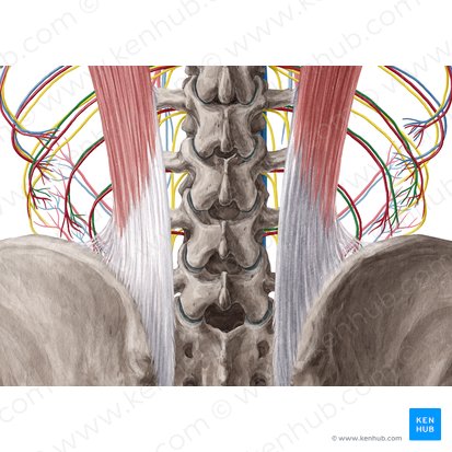 Lumbar veins (Venae lumbales); Image: Yousun Koh