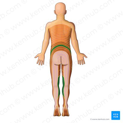 Dermátomo L3 (Dermatoma L3); Imagem: Irina Münstermann