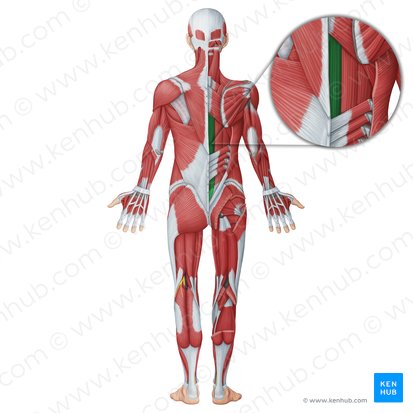 Músculo espinal (Musculus spinalis); Imagem: Irina Münstermann