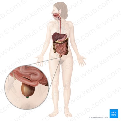 Canal anal (Canalis analis); Imagen: Begoña Rodriguez