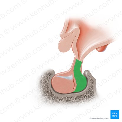 Neurohipófisis (Neurohypophysis); Imagen: Paul Kim