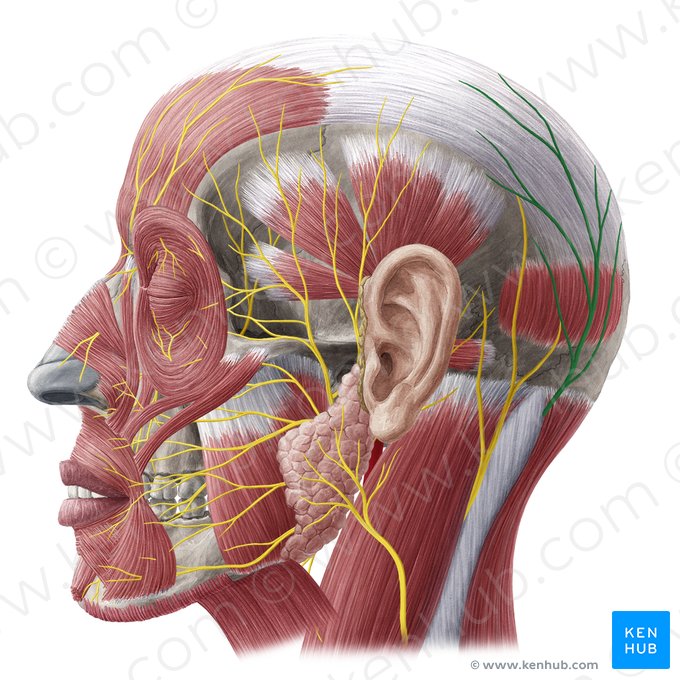 Greater occipital nerve (Nervus occipitalis major); Image: Yousun Koh