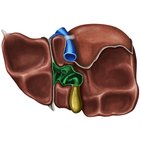 Leberpforte