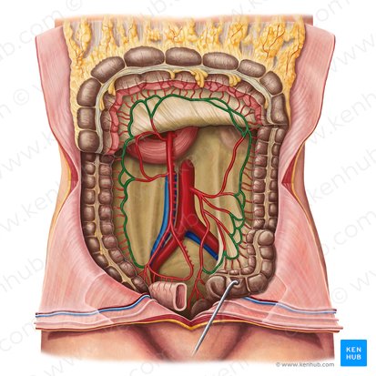 Marginal artery of colon (Arteria marginalis coli); Image: Irina Münstermann