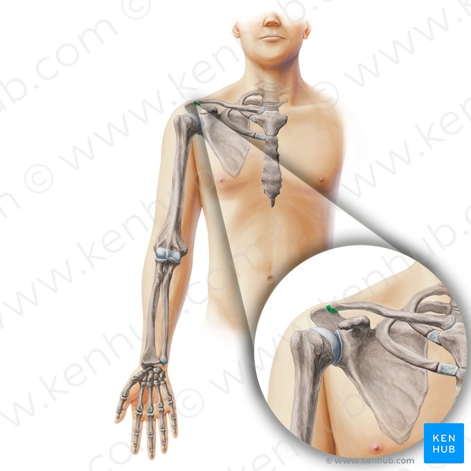 Articulación acromioclavicular (Articulatio acromioclavicularis); Imagen: Paul Kim