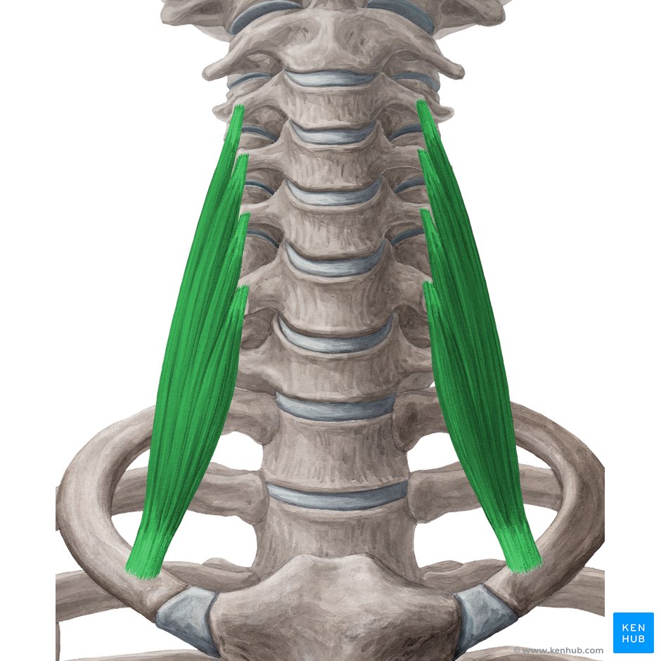 Rectus capitis anterior