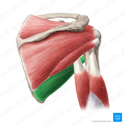 Musculus teres major (Großer Rundmuskel); Bild: Yousun Koh