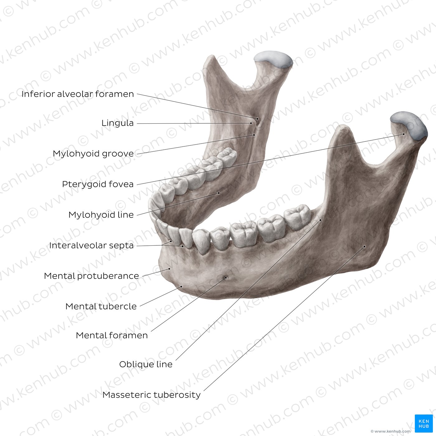 Mandible (Anterolateral view)